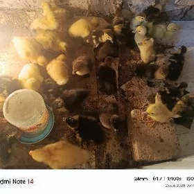 ýaşyl baş jüýje