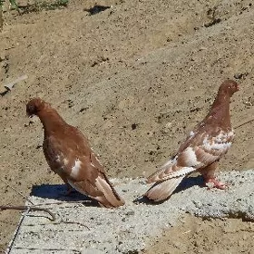 kepderi