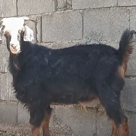 dog geçi