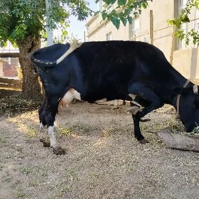 Sygyr