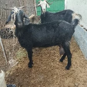Geci