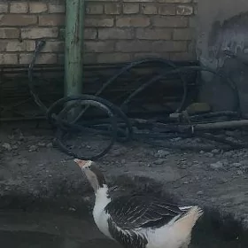gaz газ