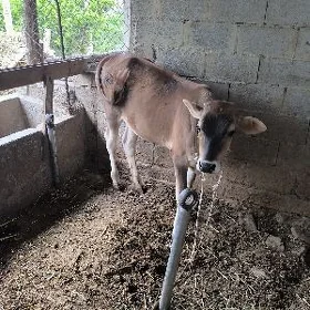 göle