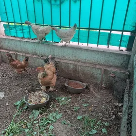 towuk brama