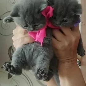 Британские котята