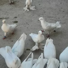 kepder