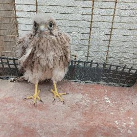 Gus