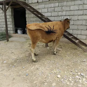 Tüwe