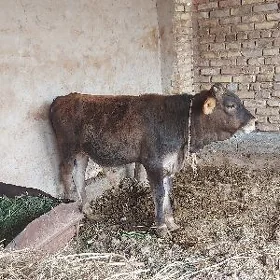 Öküzçe