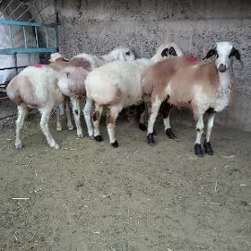 biçilen işşekler