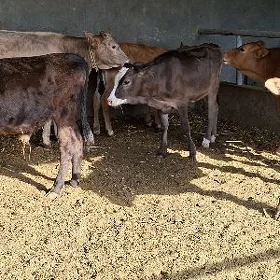11sanak mal