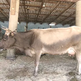 Sygyr