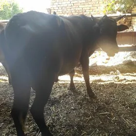 okuzler
