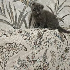 Котенок