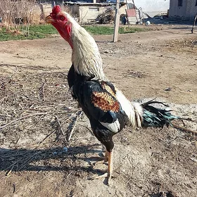 BAYSOK HORAZ