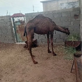 Ogşyk