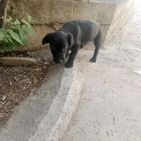 Звонок