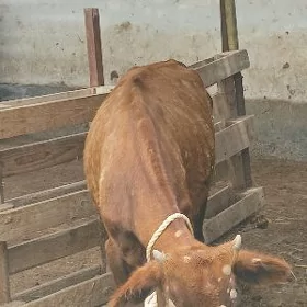 Öküzçe