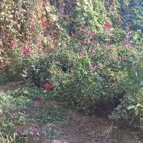 işçi gyyz