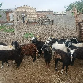 Çewiş Erkeç