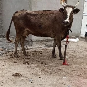 BOGAZ SYGYR