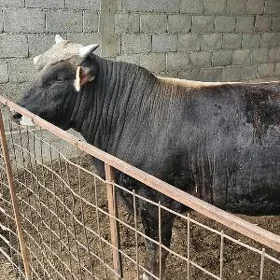 sygyr okuz swet paroda