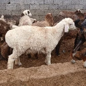Tokli