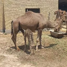 кощекли дуйе