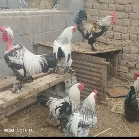 Brama horazlar