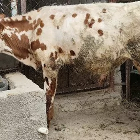 Ökuz