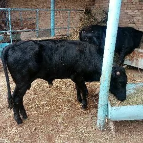 okuzce