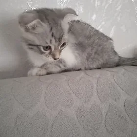 pişik