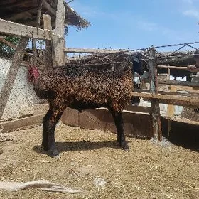 koçkar