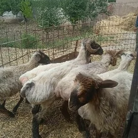 koçkar