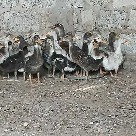 gak gak ordek