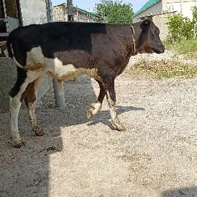 ARGİNAL GALİŞDEÝİN ÖKÜZ