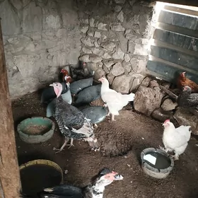 Induk tawuk ördek sizarka