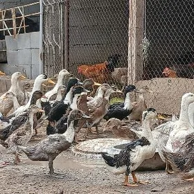 gak gak ordek
