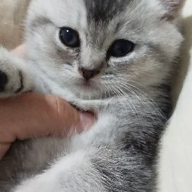 котенок