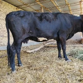 boğaz sygyr