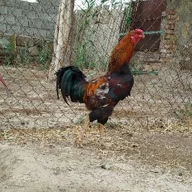Horaz