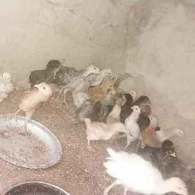 towyk juje