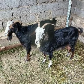 Geçi Çebiş