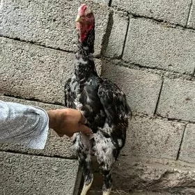Taşkent