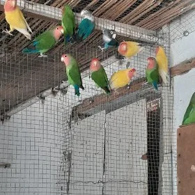 popugay