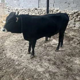 okuz bakyda duran