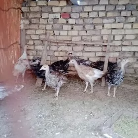 induk juyje