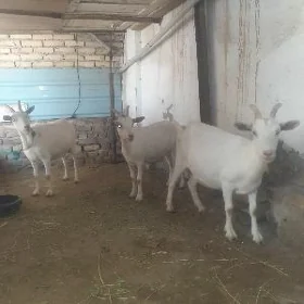 zanen geci