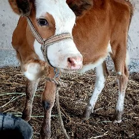 Gacar satilyar