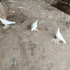 кепдер
